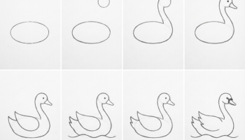 How To Draw an Easy Swan