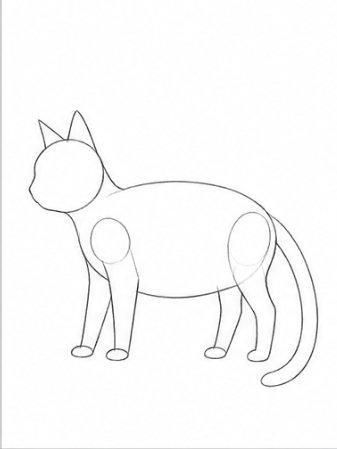 Step 4: Legs and Tail