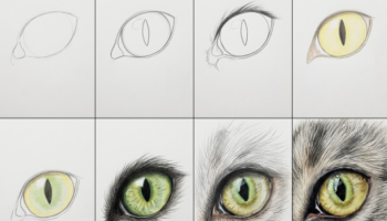 How To Draw a Cat Eye