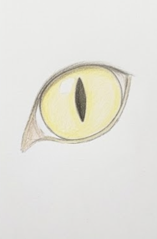 Step 4: Sketch the Iris